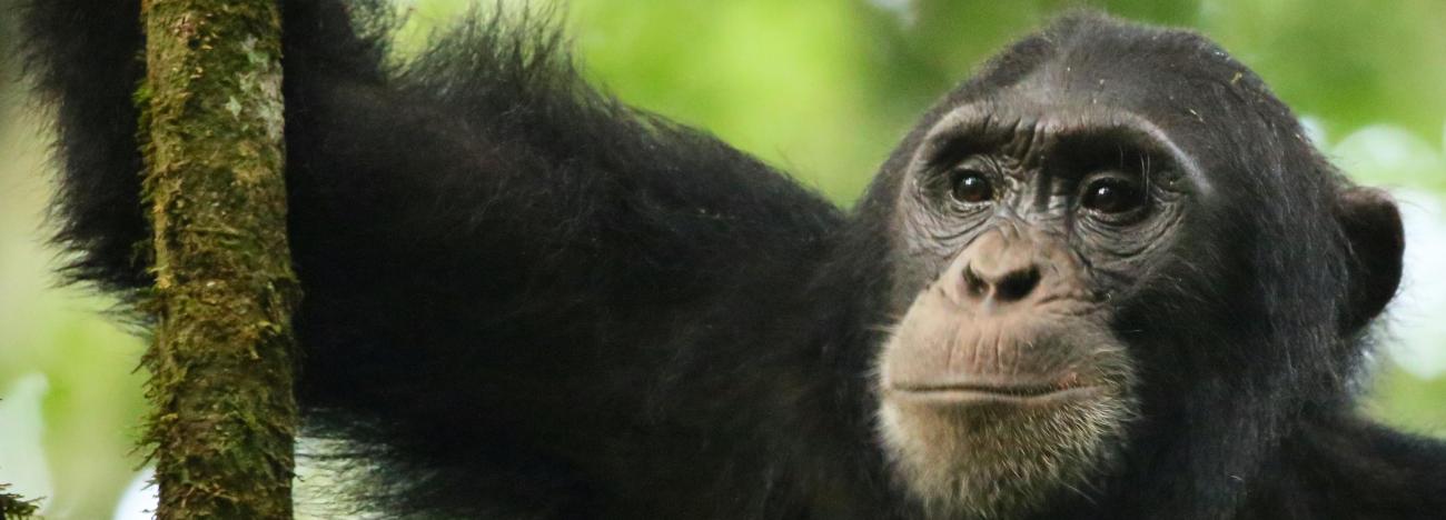 Ngogo Chimpanzee Project