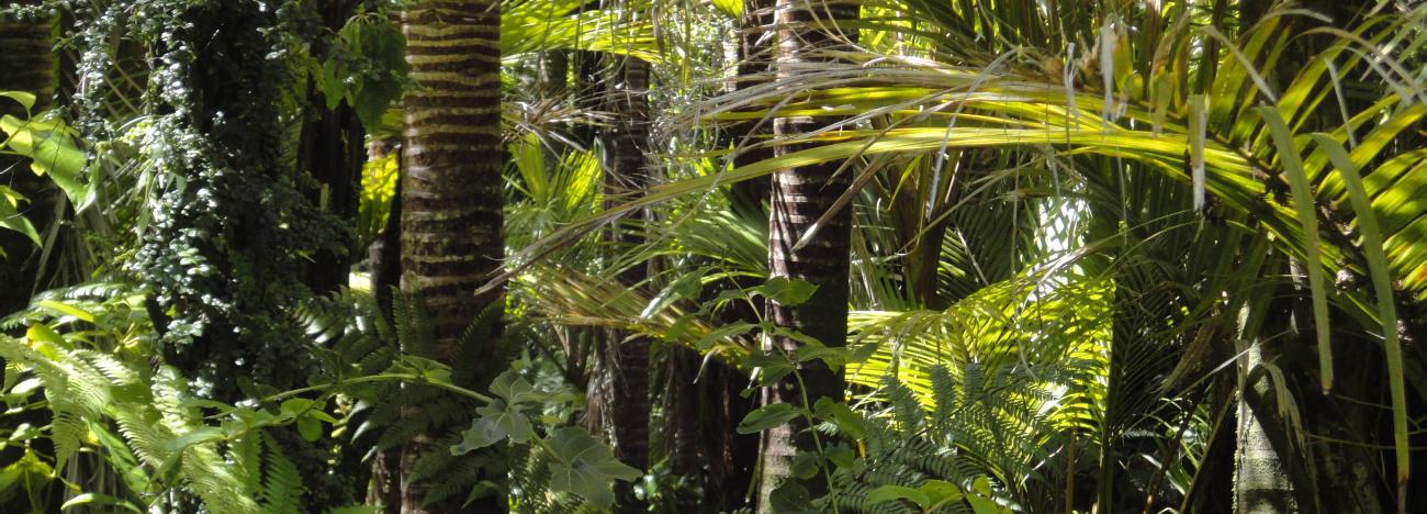 Ancient Tropical Society in the Mexican Gulf Lowlands